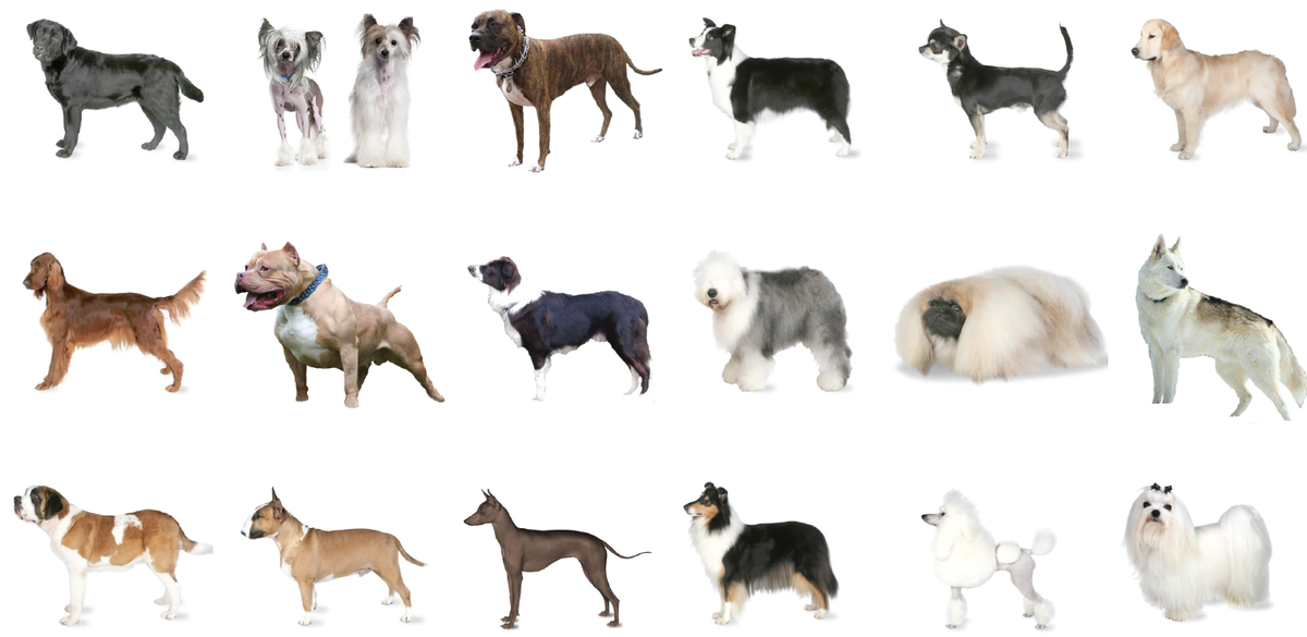 Revealed Britain's most (and least) loved dog breeds YouGov